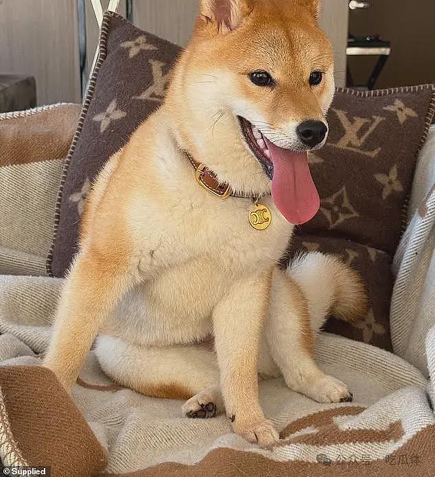 杨兰兰与柴犬“旺仔”在悉尼的奢华生活（组图） - 4