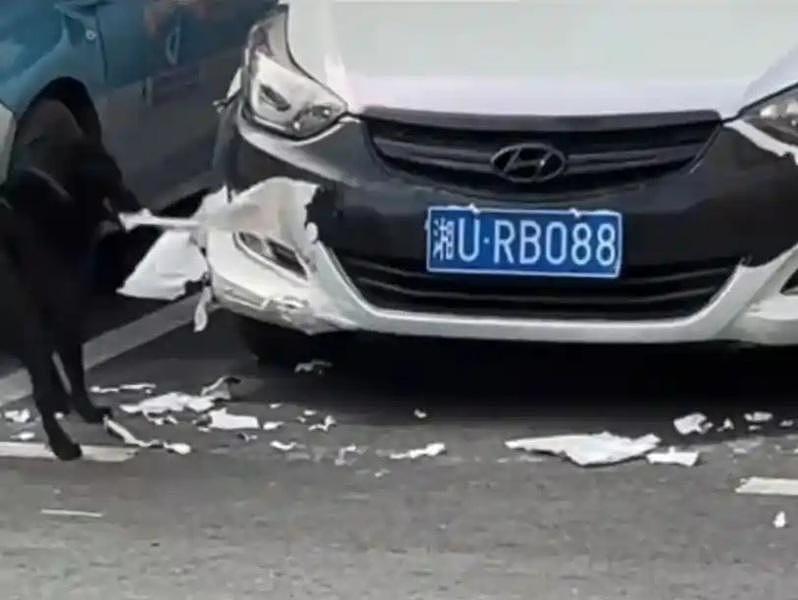 “车被狗吃了”！以为遇上诈骗，她赶去现场确认：彻底傻眼（组图） - 1