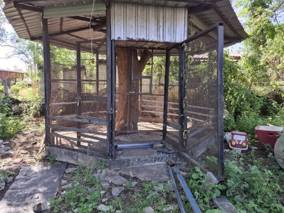 宠物狮子越狱攻击2路人!男童遭拖入草丛狠咬,泰网红被逮(组图) - 3