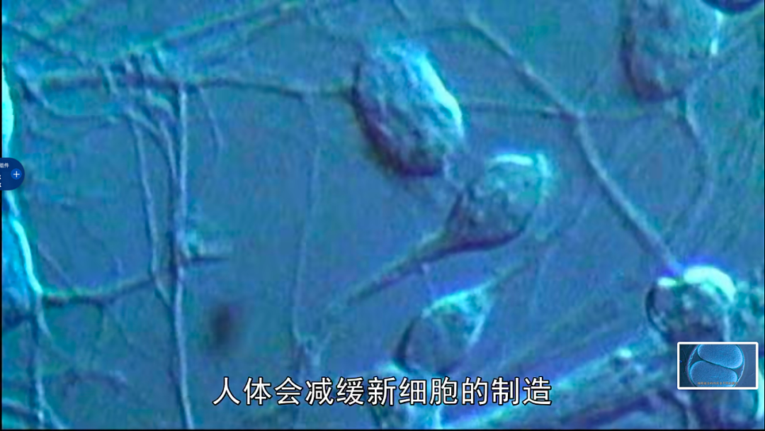 哈佛医学教授:不要让身体太舒服,饥饿才能触发长寿因子!(组图) - 17