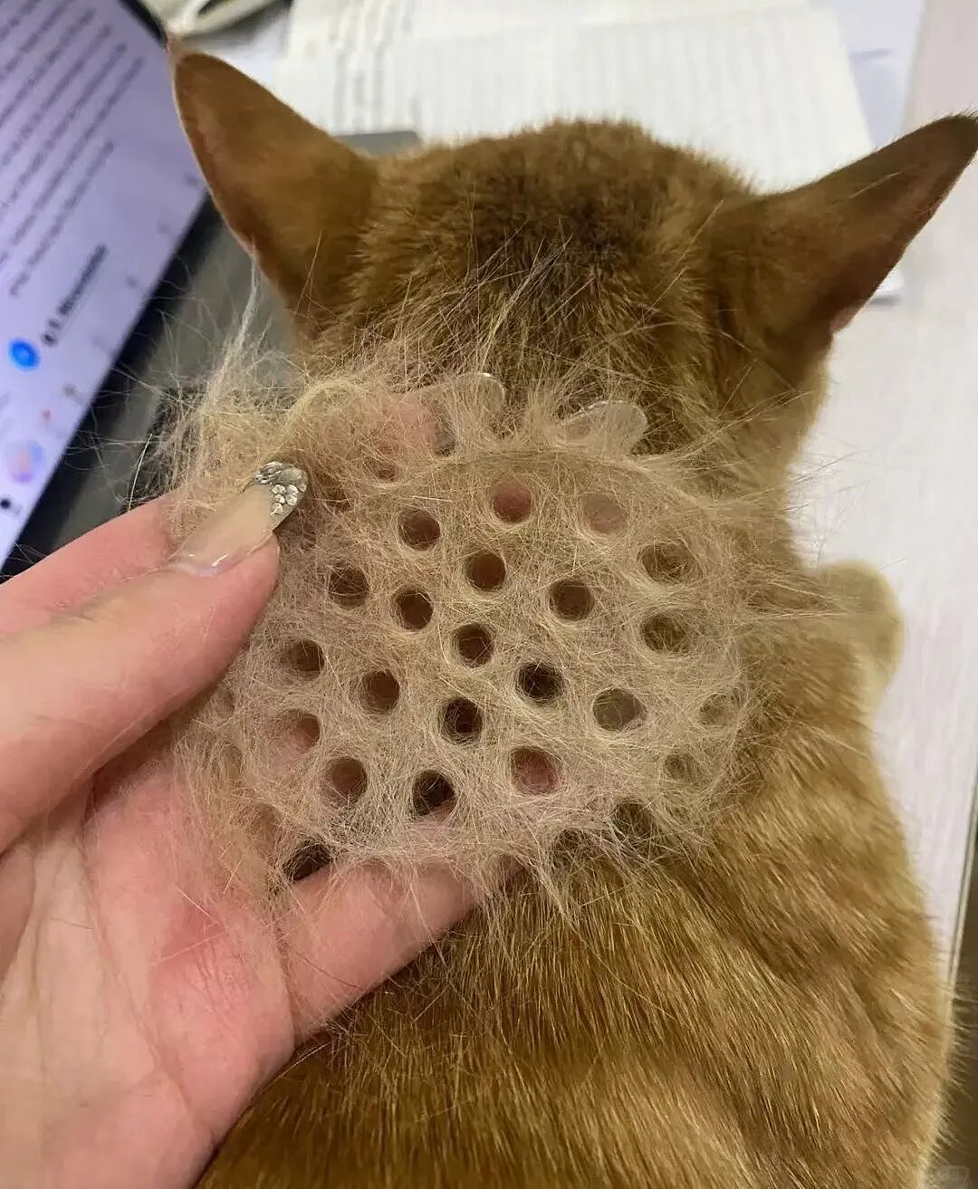 【宠物】放假给小弟弟买了一根烤肠，他非要跑猫面前吃，结果...猫：感谢大自然的馈赠（组图） - 15