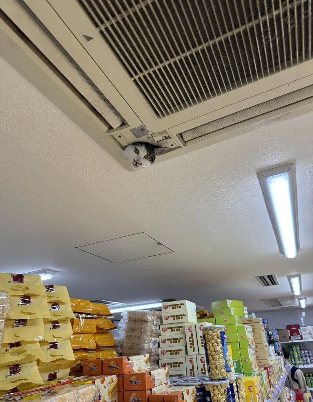 【宠物】放假给小弟弟买了一根烤肠，他非要跑猫面前吃，结果...猫：感谢大自然的馈赠（组图） - 21
