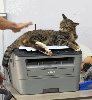 【宠物】放假给小弟弟买了一根烤肠，他非要跑猫面前吃，结果...猫：感谢大自然的馈赠（组图） - 13