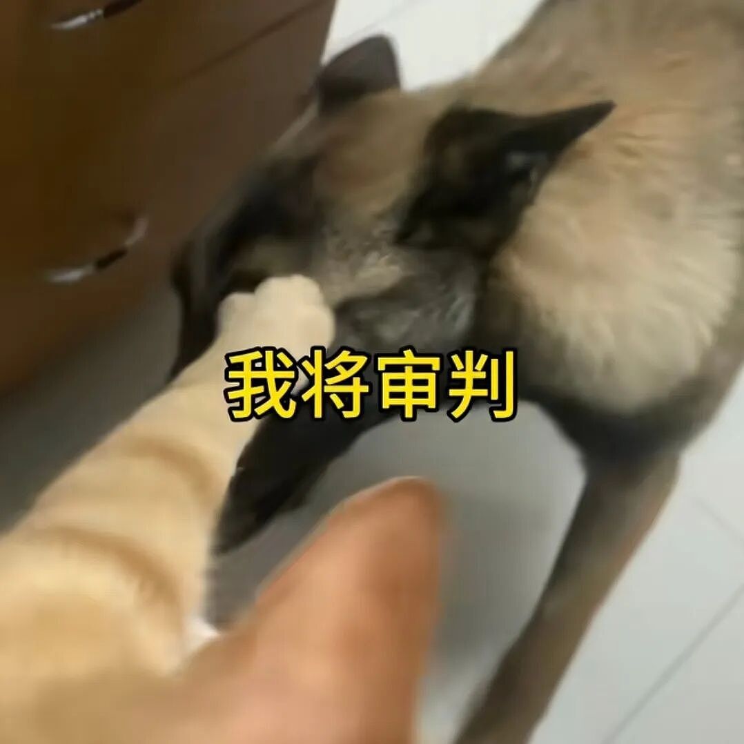 【宠物】放假给小弟弟买了一根烤肠，他非要跑猫面前吃，结果...猫：感谢大自然的馈赠（组图） - 11
