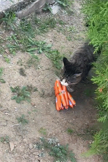 【宠物】放假给小弟弟买了一根烤肠，他非要跑猫面前吃，结果...猫：感谢大自然的馈赠（组图） - 1
