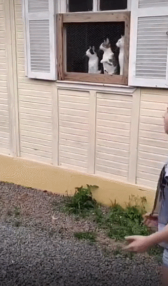 【宠物】放假给小弟弟买了一根烤肠，他非要跑猫面前吃，结果...猫：感谢大自然的馈赠（组图） - 8