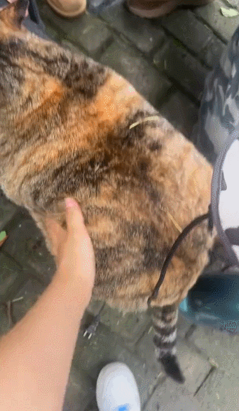 【宠物】放假给小弟弟买了一根烤肠，他非要跑猫面前吃，结果...猫：感谢大自然的馈赠（组图） - 9