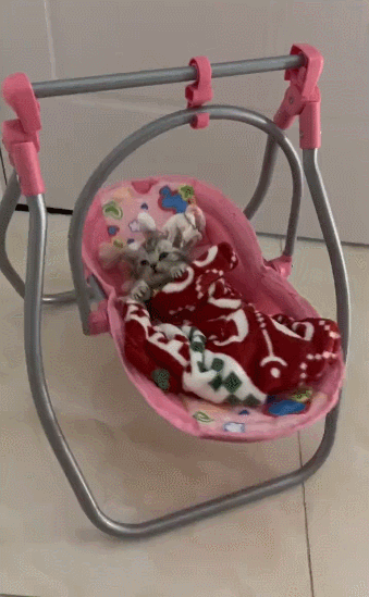 【宠物】放假给小弟弟买了一根烤肠，他非要跑猫面前吃，结果...猫：感谢大自然的馈赠（组图） - 5