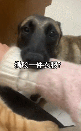 【宠物】放假给小弟弟买了一根烤肠，他非要跑猫面前吃，结果...猫：感谢大自然的馈赠（组图） - 10