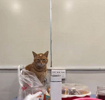 【宠物】放假给小弟弟买了一根烤肠，他非要跑猫面前吃，结果...猫：感谢大自然的馈赠（组图） - 18