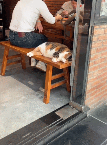 【宠物】放假给小弟弟买了一根烤肠，他非要跑猫面前吃，结果...猫：感谢大自然的馈赠（组图） - 19