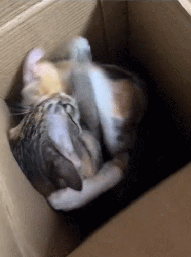 【宠物】放假给小弟弟买了一根烤肠，他非要跑猫面前吃，结果...猫：感谢大自然的馈赠（组图） - 14