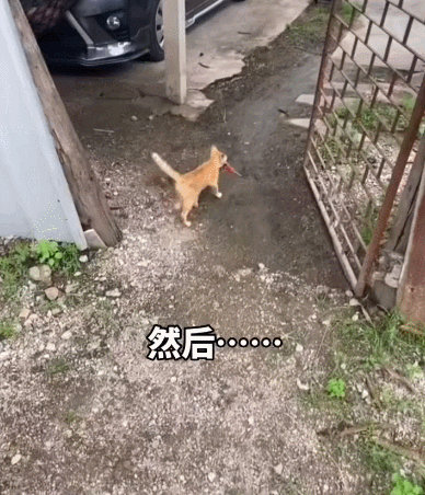 【宠物】放假给小弟弟买了一根烤肠，他非要跑猫面前吃，结果...猫：感谢大自然的馈赠（组图） - 17