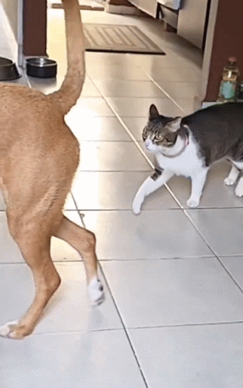【宠物】放假给小弟弟买了一根烤肠，他非要跑猫面前吃，结果...猫：感谢大自然的馈赠（组图） - 7