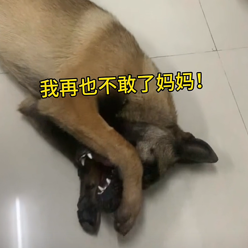 【宠物】放假给小弟弟买了一根烤肠，他非要跑猫面前吃，结果...猫：感谢大自然的馈赠（组图） - 12