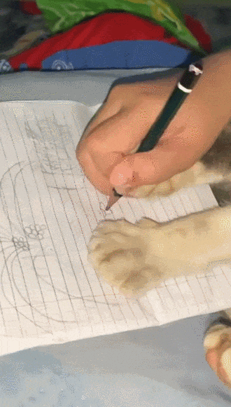 【宠物】放假给小弟弟买了一根烤肠，他非要跑猫面前吃，结果...猫：感谢大自然的馈赠（组图） - 3