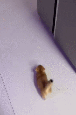 【宠物】放假给小弟弟买了一根烤肠，他非要跑猫面前吃，结果...猫：感谢大自然的馈赠（组图） - 4