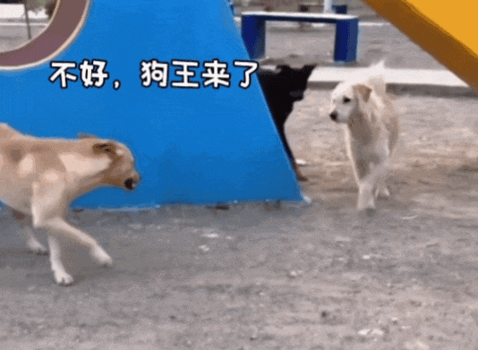 【宠物】主人吃完瓜后灵机一动,美滋滋地给自家狗子添了新装备,主人:物尽其用,狗子:笑是一种礼貌(组图) - 12
