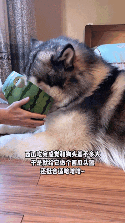 【宠物】主人吃完瓜后灵机一动,美滋滋地给自家狗子添了新装备,主人:物尽其用,狗子:笑是一种礼貌(组图) - 1