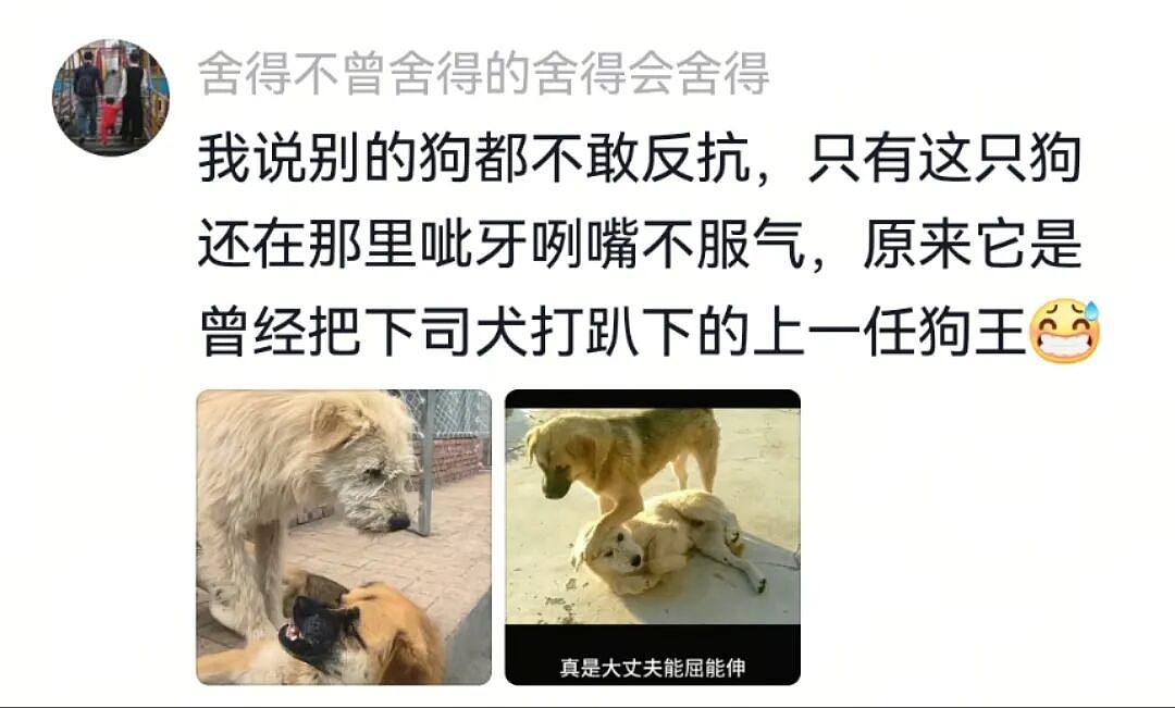 【宠物】主人吃完瓜后灵机一动,美滋滋地给自家狗子添了新装备,主人:物尽其用,狗子:笑是一种礼貌(组图) - 10