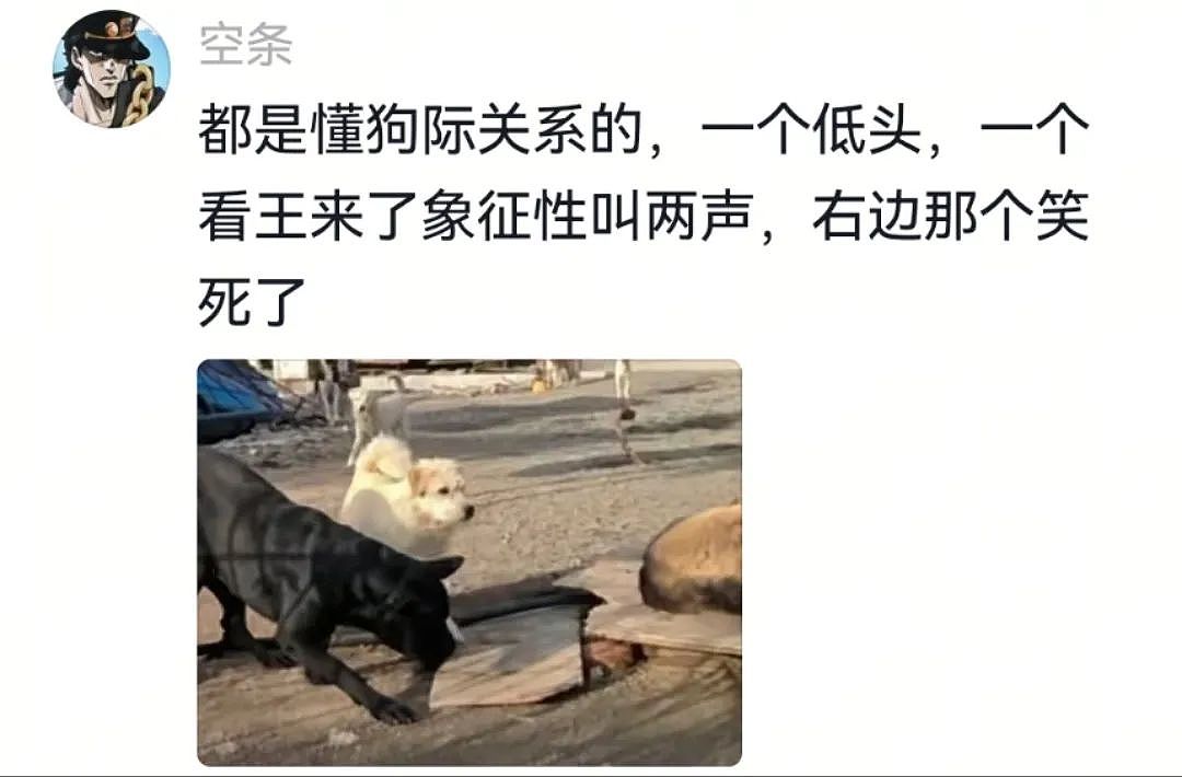 【宠物】主人吃完瓜后灵机一动,美滋滋地给自家狗子添了新装备,主人:物尽其用,狗子:笑是一种礼貌(组图) - 9