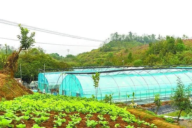 36岁瘫痪小哥靠种菜惊艳全网：对不起，命运不配做我的对手（组图） - 2