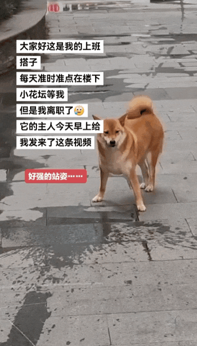 【宠物】主人吃完瓜后灵机一动,美滋滋地给自家狗子添了新装备,主人:物尽其用,狗子:笑是一种礼貌(组图) - 15