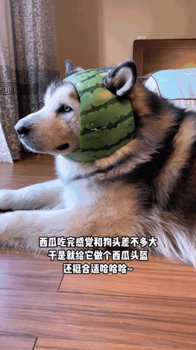 【宠物】主人吃完瓜后灵机一动,美滋滋地给自家狗子添了新装备,主人:物尽其用,狗子:笑是一种礼貌(组图) - 2