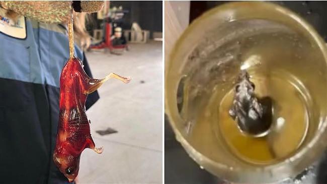 老鼠跌入油桶“竟活活泡成玻璃”？全身透亮见骨（图） - 1