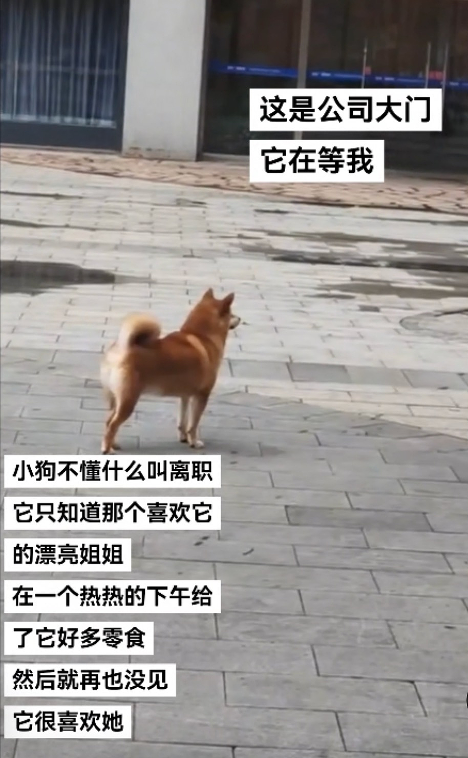 【宠物】主人吃完瓜后灵机一动,美滋滋地给自家狗子添了新装备,主人:物尽其用,狗子:笑是一种礼貌(组图) - 17