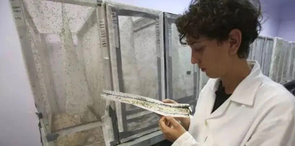 用蚊子干掉蚊子！世界最大蚊子工厂每周孵化1.9亿只蚊子！只为让他们绝后....（组图） - 3