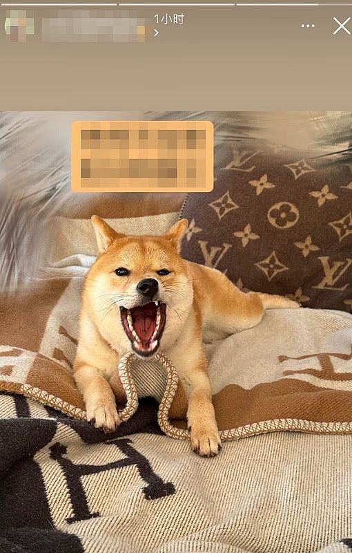 杨兰兰家世及其奢华生活曝光！网友叹：不如她家的狗（组图） - 4