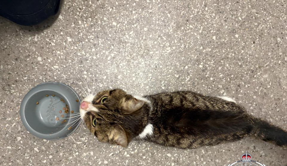 澳洲一对夫妇将老猫锁在浴室长达28天，期间不提供水和食物，被判严重虐待动物罪（组图） - 2