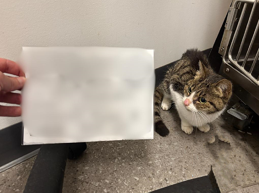澳洲一对夫妇将老猫锁在浴室长达28天，期间不提供水和食物，被判严重虐待动物罪（组图） - 3