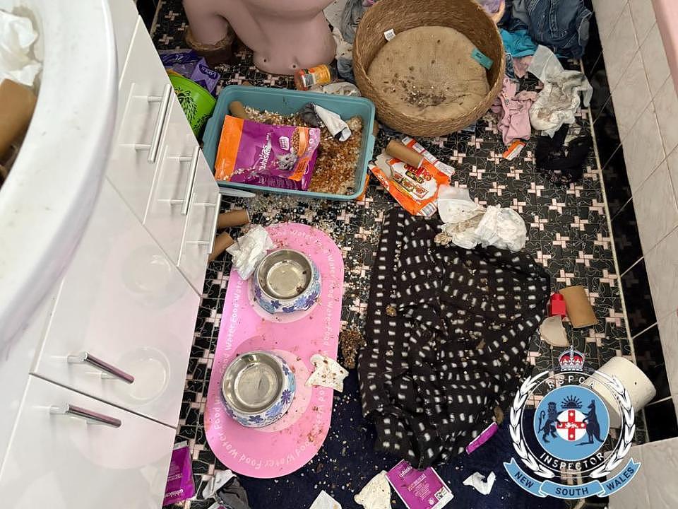 澳洲一对夫妇将老猫锁在浴室长达28天，期间不提供水和食物，被判严重虐待动物罪（组图） - 1