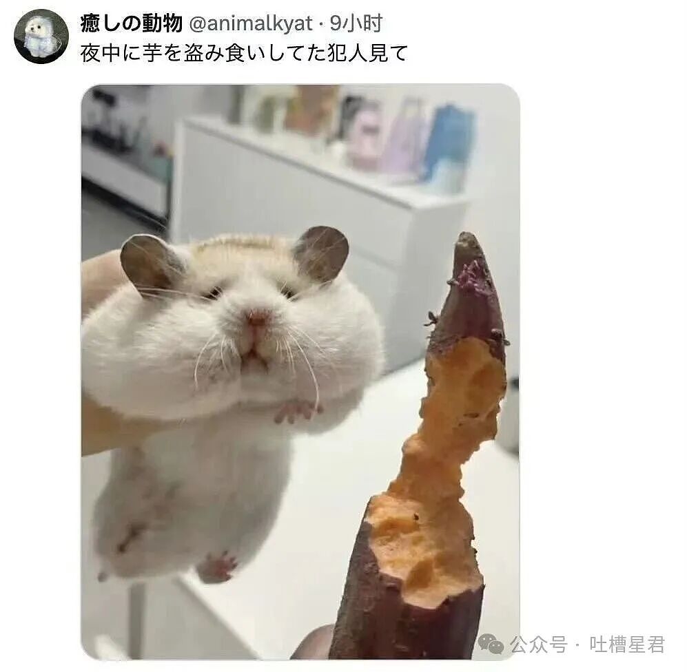 【爆笑】我的结婚摆件真的很丑吗…网友夺笋：像四个苦哈哈的大辟燕子（组图） - 37