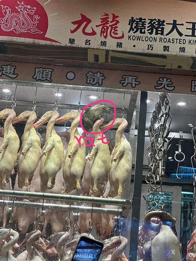 九龙烧腊店惊见“爆肌巨鼠”，网友灌爆店家（组图） - 1