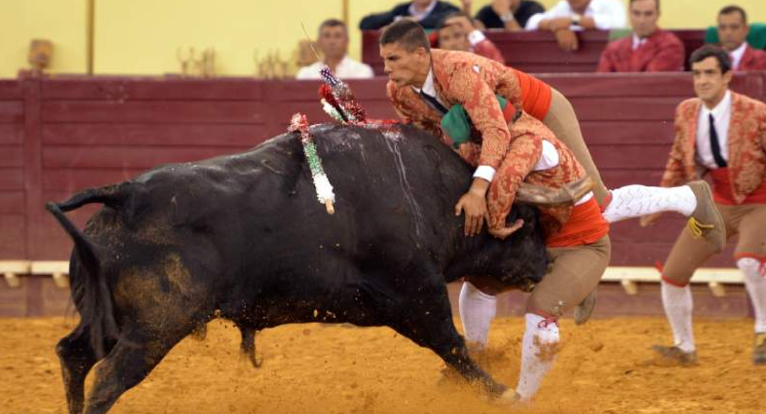 22岁葡萄牙斗牛手首秀被700公斤公牛撞飞身亡!观众也被吓到心脏病突发离世(组图) - 11