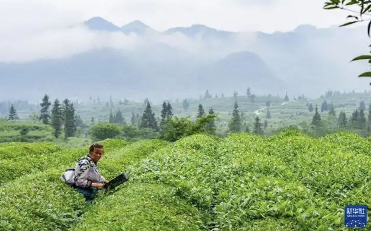 全球出口量第一的抹茶小县城，在日本喝到的很可能来自贵州（组图） - 3