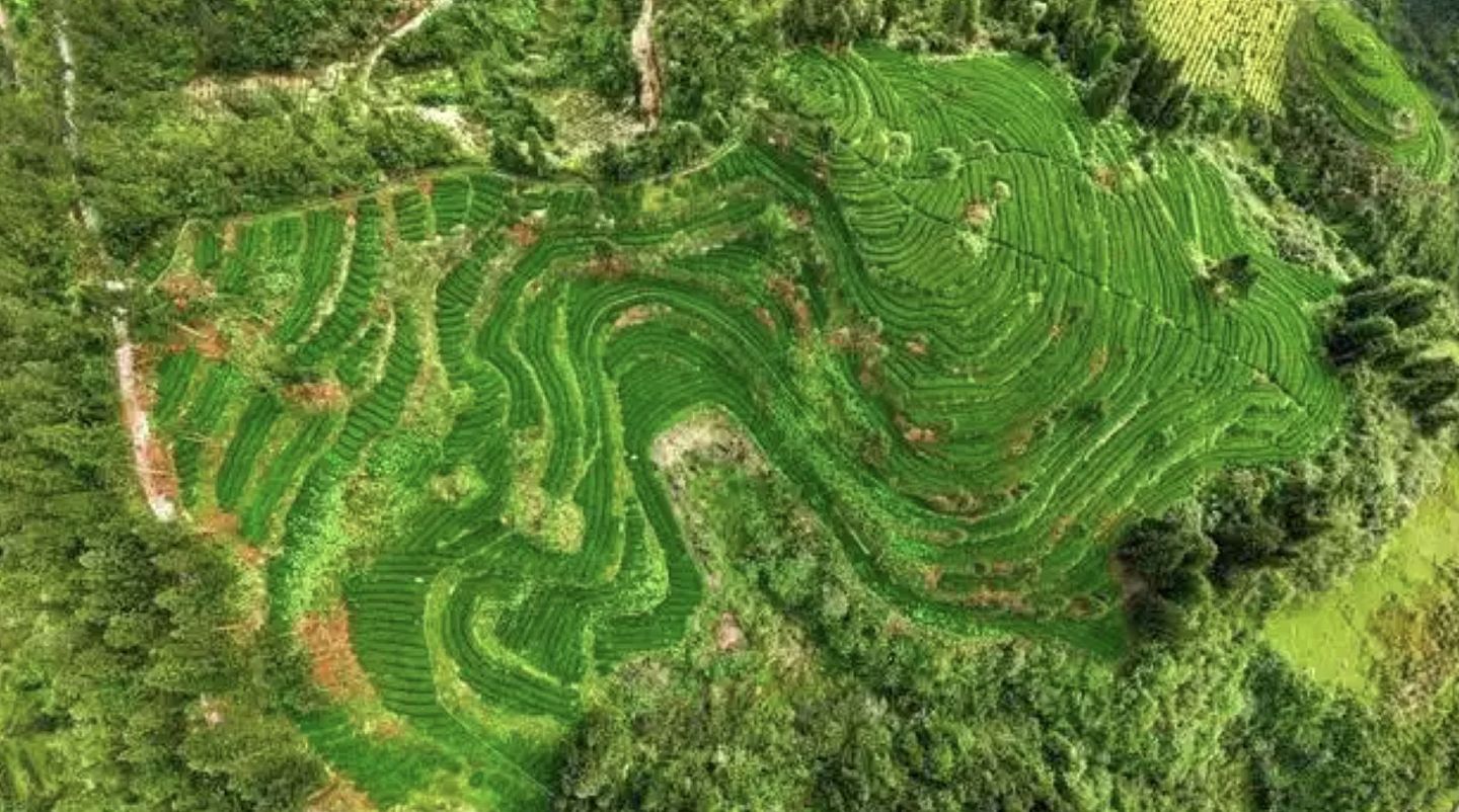 全球出口量第一的抹茶小县城，在日本喝到的很可能来自贵州（组图） - 1