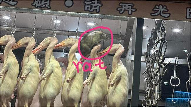 九龙烧腊店惊见“爆肌巨鼠”，网友灌爆店家（组图） - 2