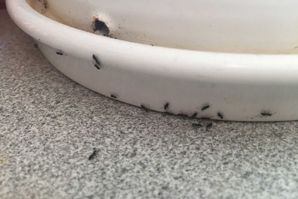 天干物燥小心“蚁患成灾”！澳专家教你如何赶走这些恼人的小东西...（组图） - 1