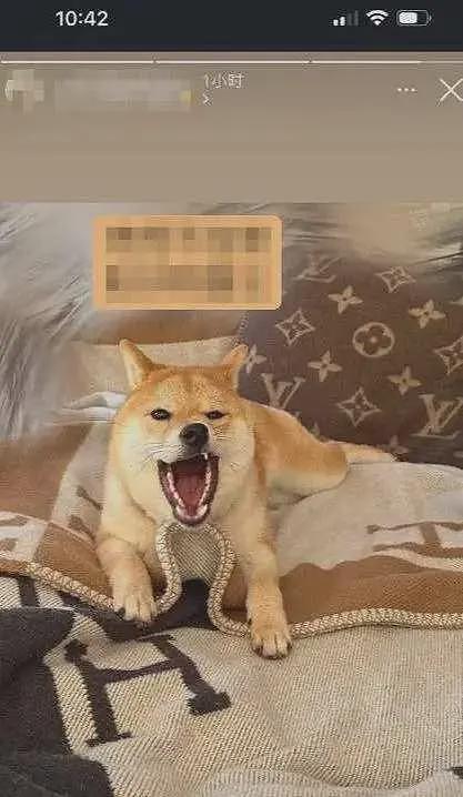 杨兰兰律师透露其身份，Chanel顶级VIP年消费100万澳币，英语很差（组图） - 13
