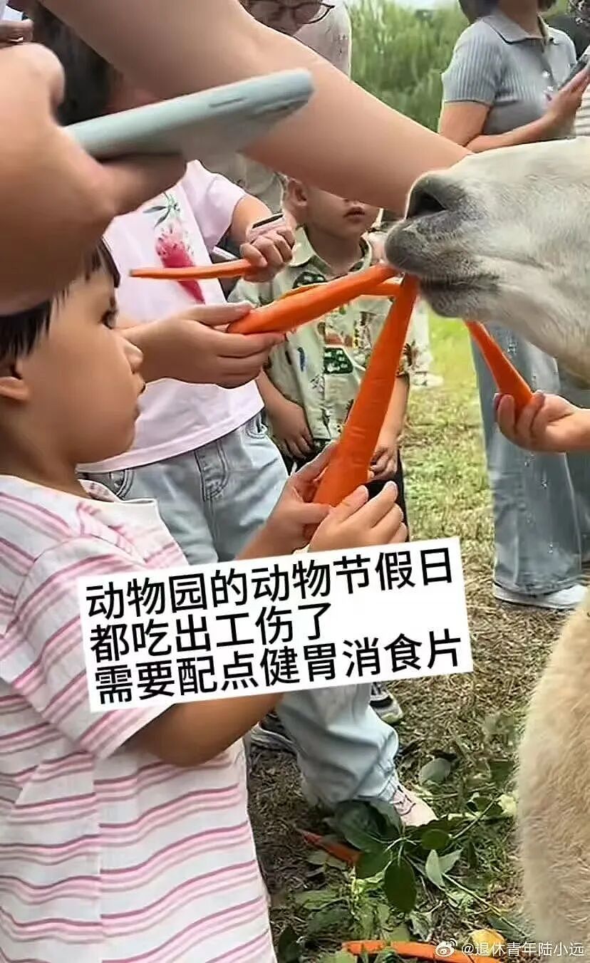 【爆笑】“假期景区的动物都吃出工伤了！“ 哈哈哈哈哈哈都收手吧（组图） - 4