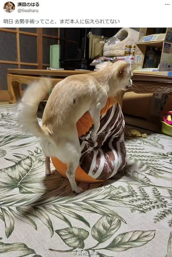 【爆笑】“五星级酒店的拖鞋能有多离谱?”哈哈哈哈哈总裁平时就穿这个啊(组图) - 19