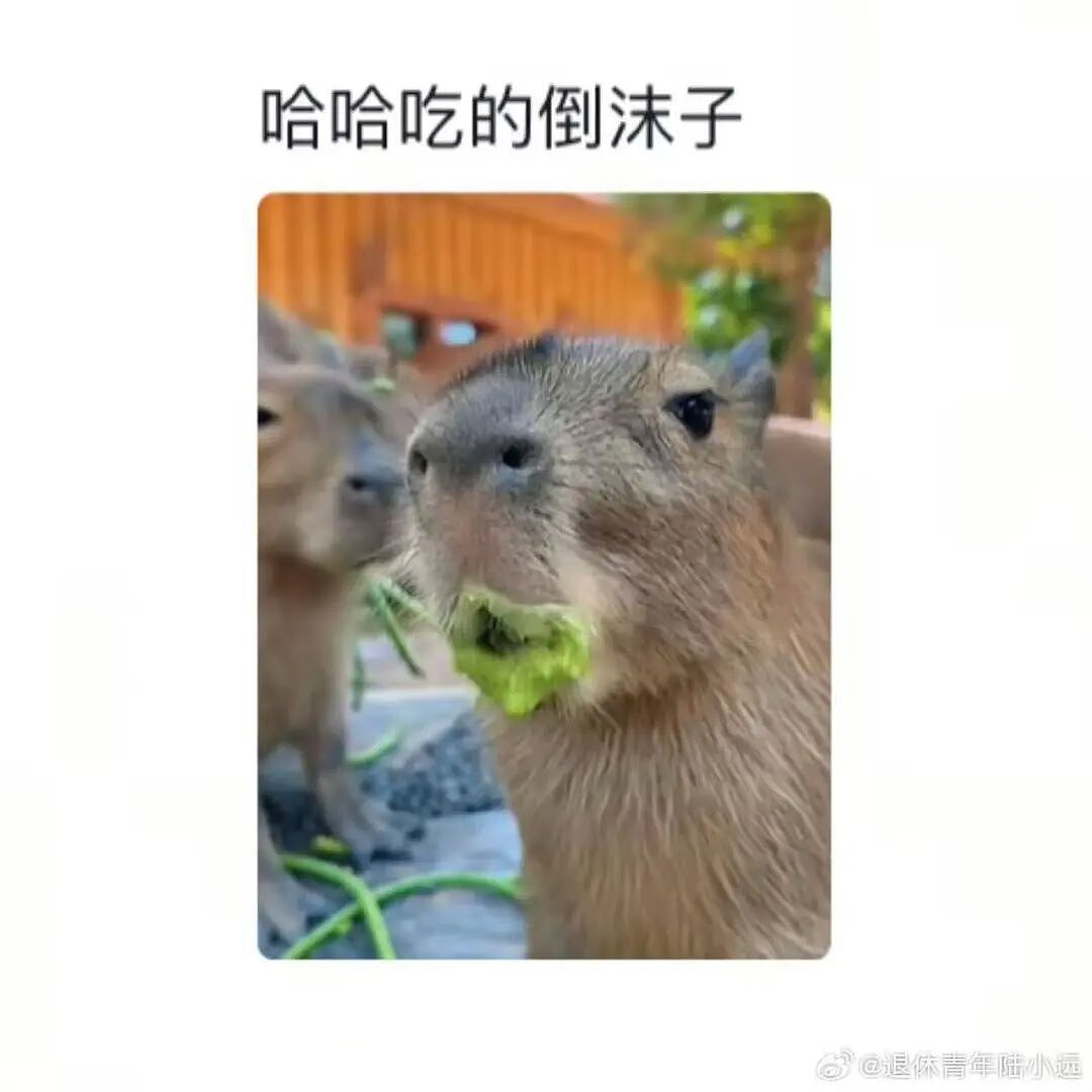 【爆笑】“假期景区的动物都吃出工伤了！“ 哈哈哈哈哈哈都收手吧（组图） - 9