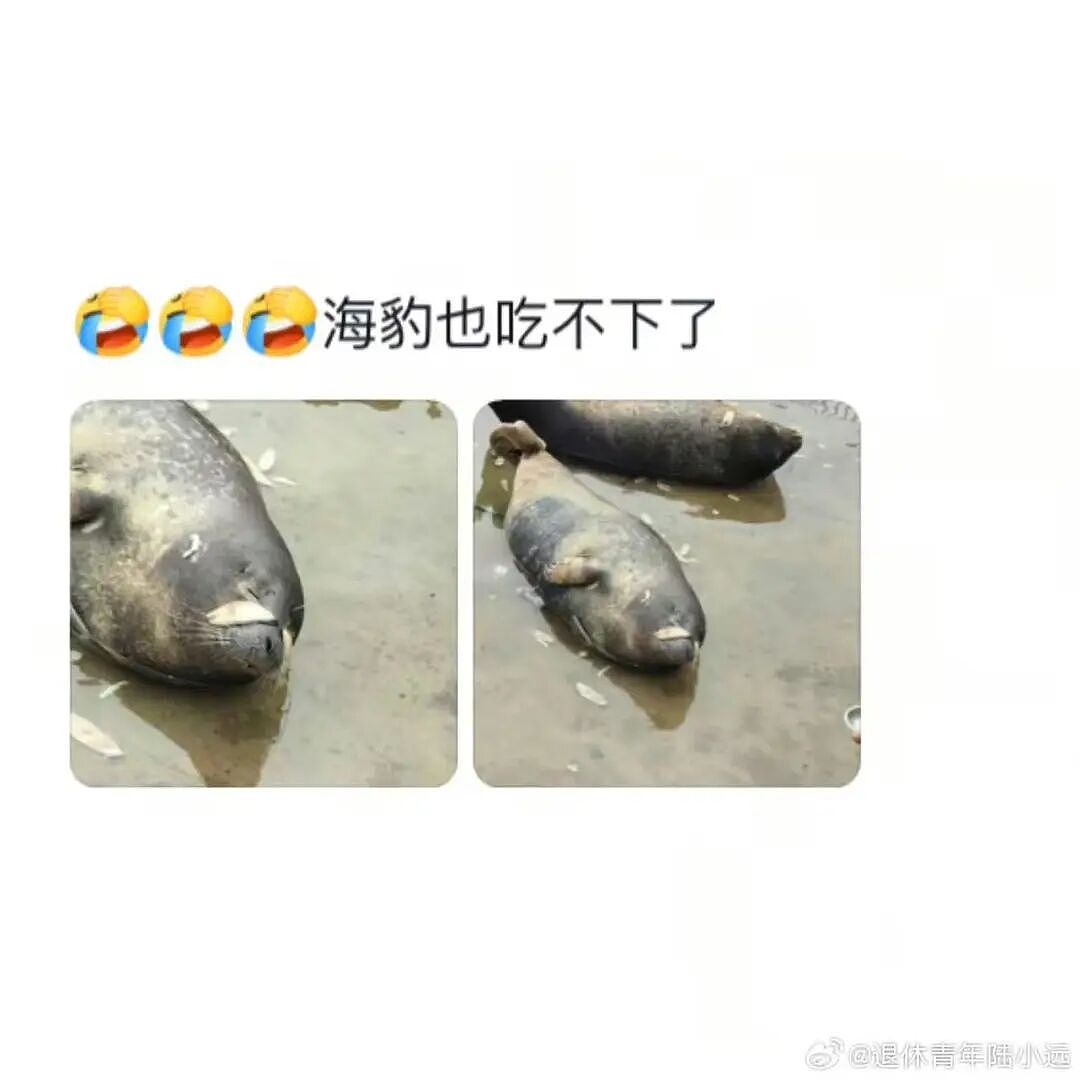 【爆笑】“假期景区的动物都吃出工伤了！“ 哈哈哈哈哈哈都收手吧（组图） - 12