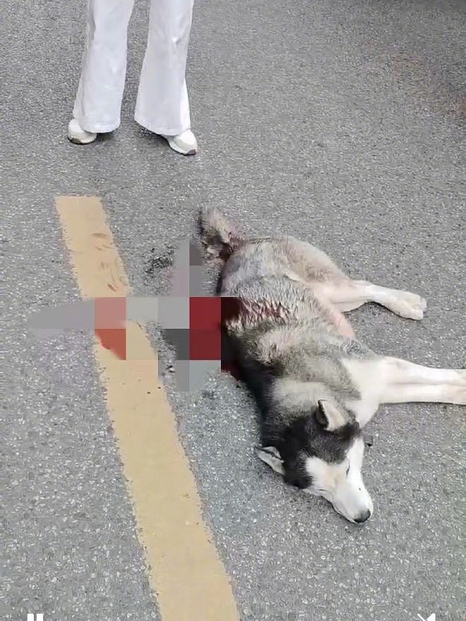 成都一只哈士奇被男子当街砍伤身亡，警方回应（视频/组图） - 1