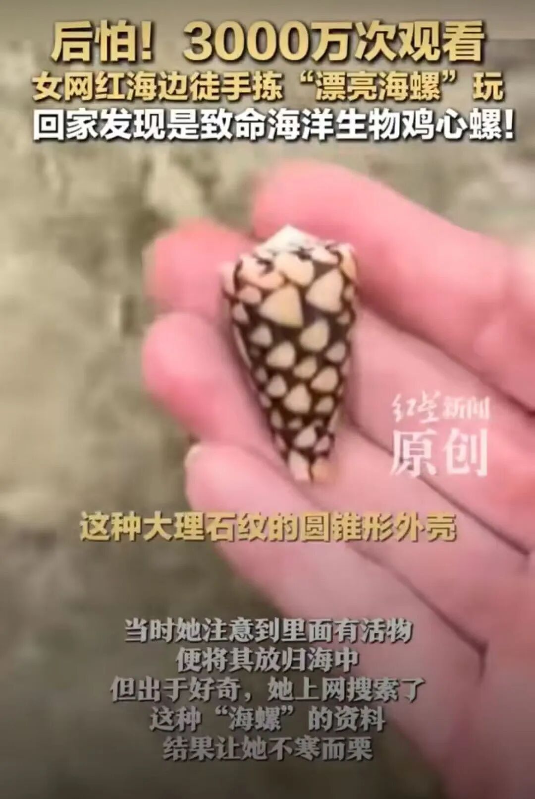 千万网友惊出一身冷汗！这种海螺可短时间致死，遇到千万别碰（组图） - 1