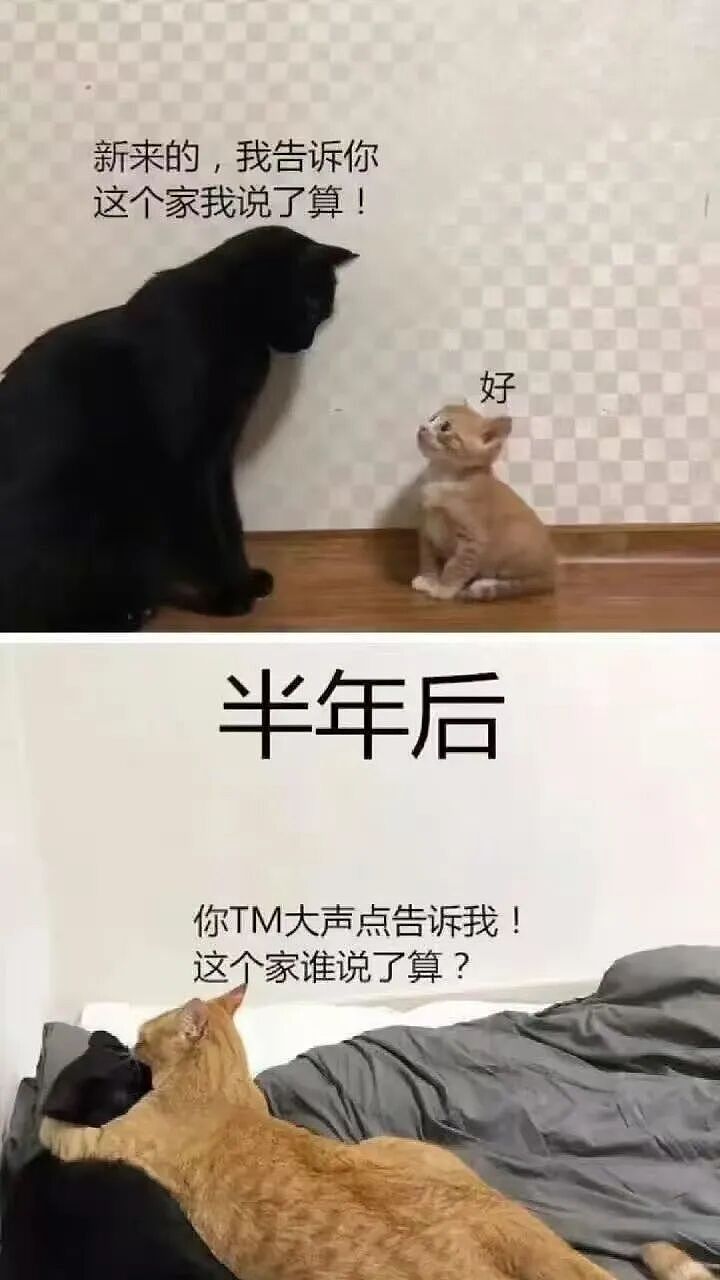 【爆笑】“五星级酒店的拖鞋能有多离谱?”哈哈哈哈哈总裁平时就穿这个啊(组图) - 27